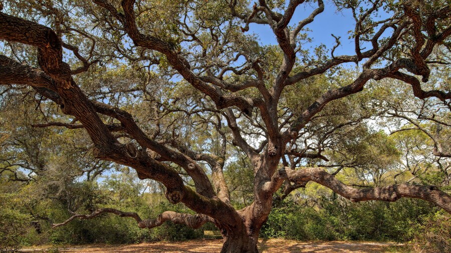 1000 year old oak tree in Texas