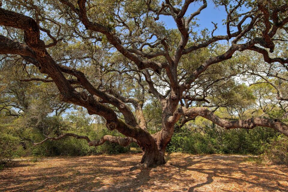 A large, sprawling tree with twisted branches in a forested area.