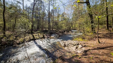 Sunny view of the Lookout Mountain Trail landscape of Beavers Bend State Park