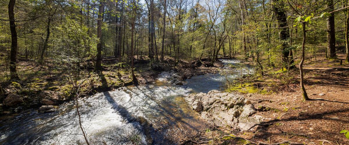 A forest with a flowing stream, rocky terrain, and dense trees.