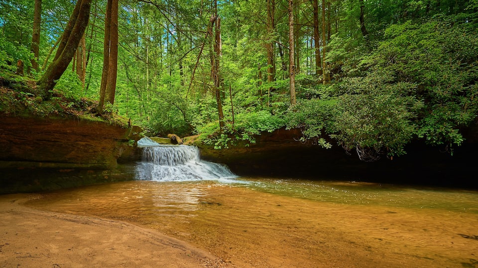 A forested area with a small waterfall flowing into a clear pool.