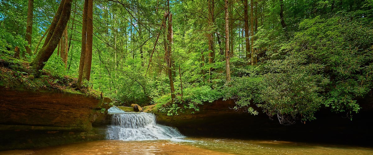 A forested area with a small waterfall flowing into a clear pool.