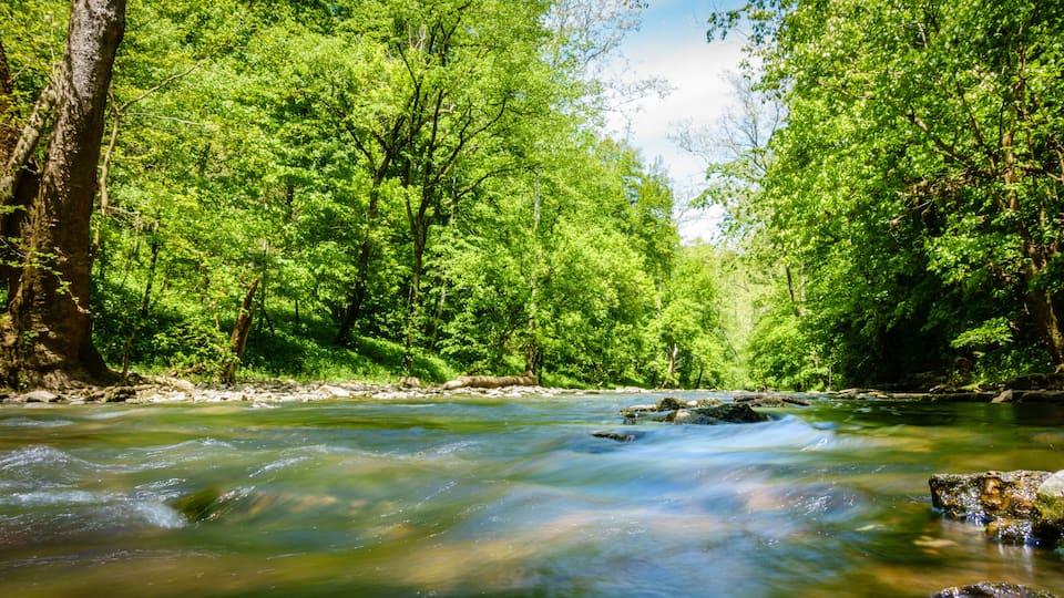 A river flowing through a dense forest with tall trees and rocks in the water.