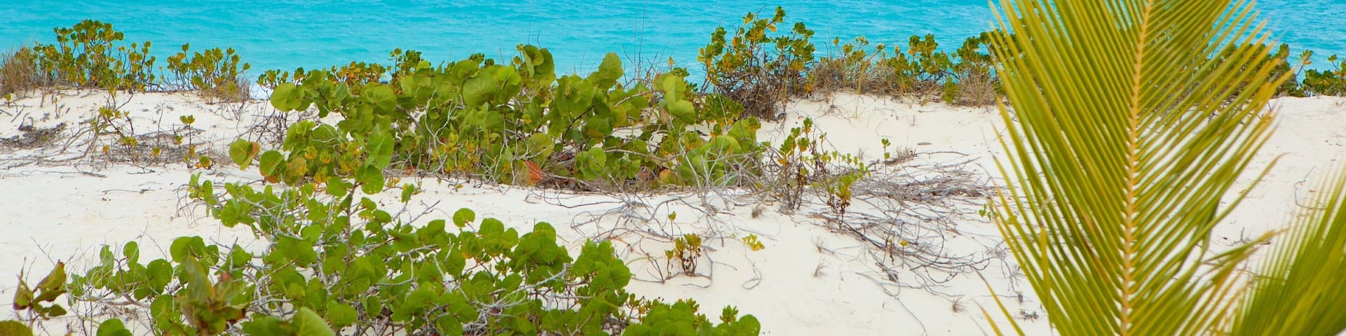 Tropic of Cancer Beach showing a beach