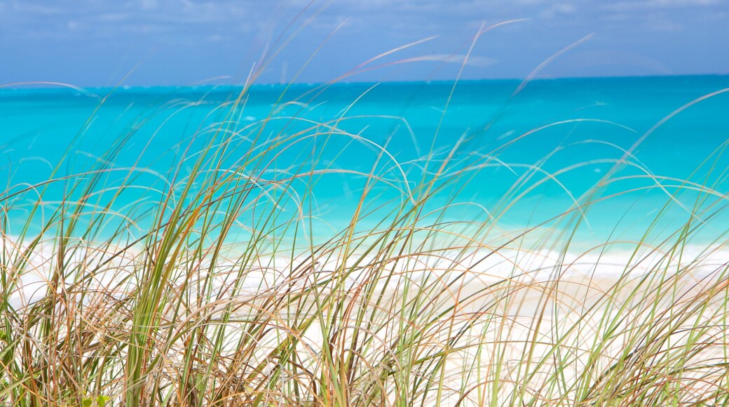 Tropic of Cancer Beach showing general coastal views