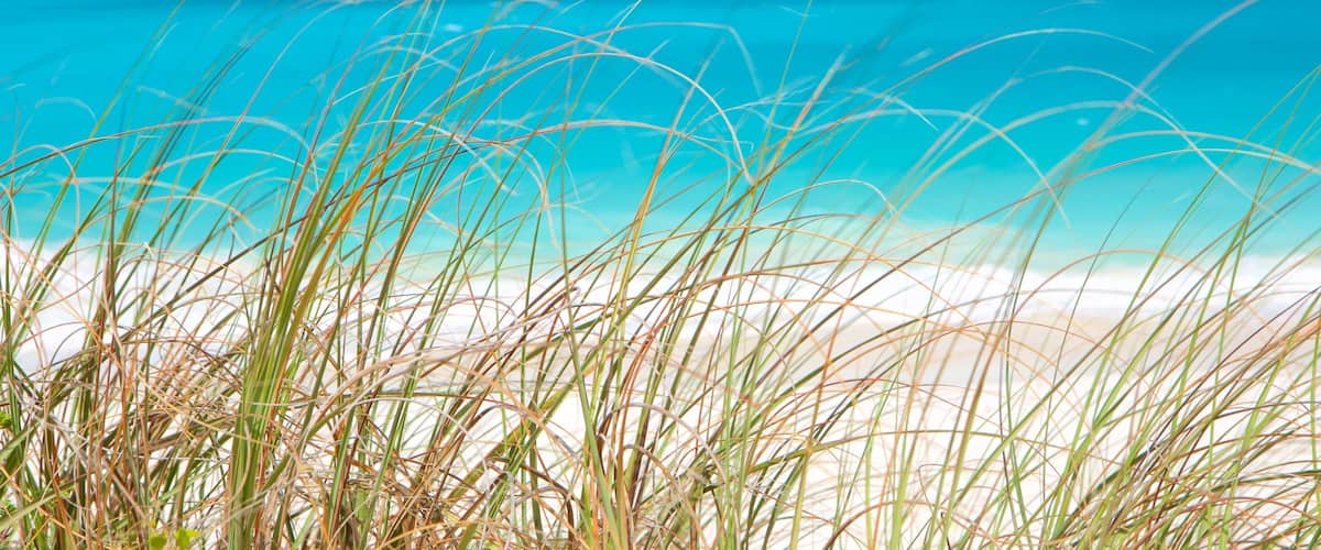 A beach with clear turquoise water and tall grasses in the foreground.