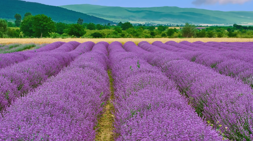 Field of Lavender