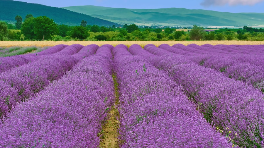 Field of Lavender