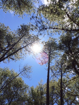 Sunny day having a picnic