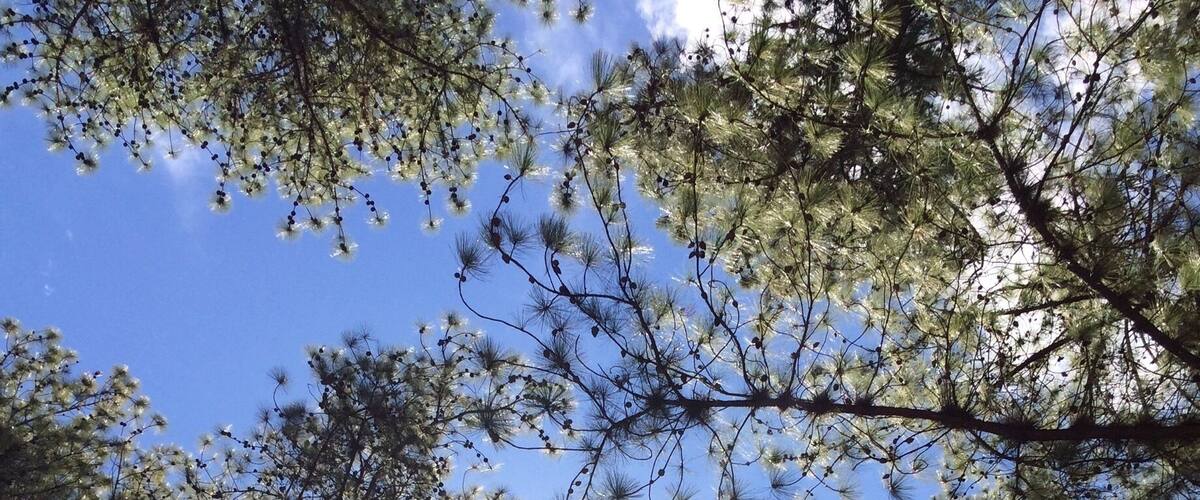 A forest with tall trees and sunlight filtering through the branches.