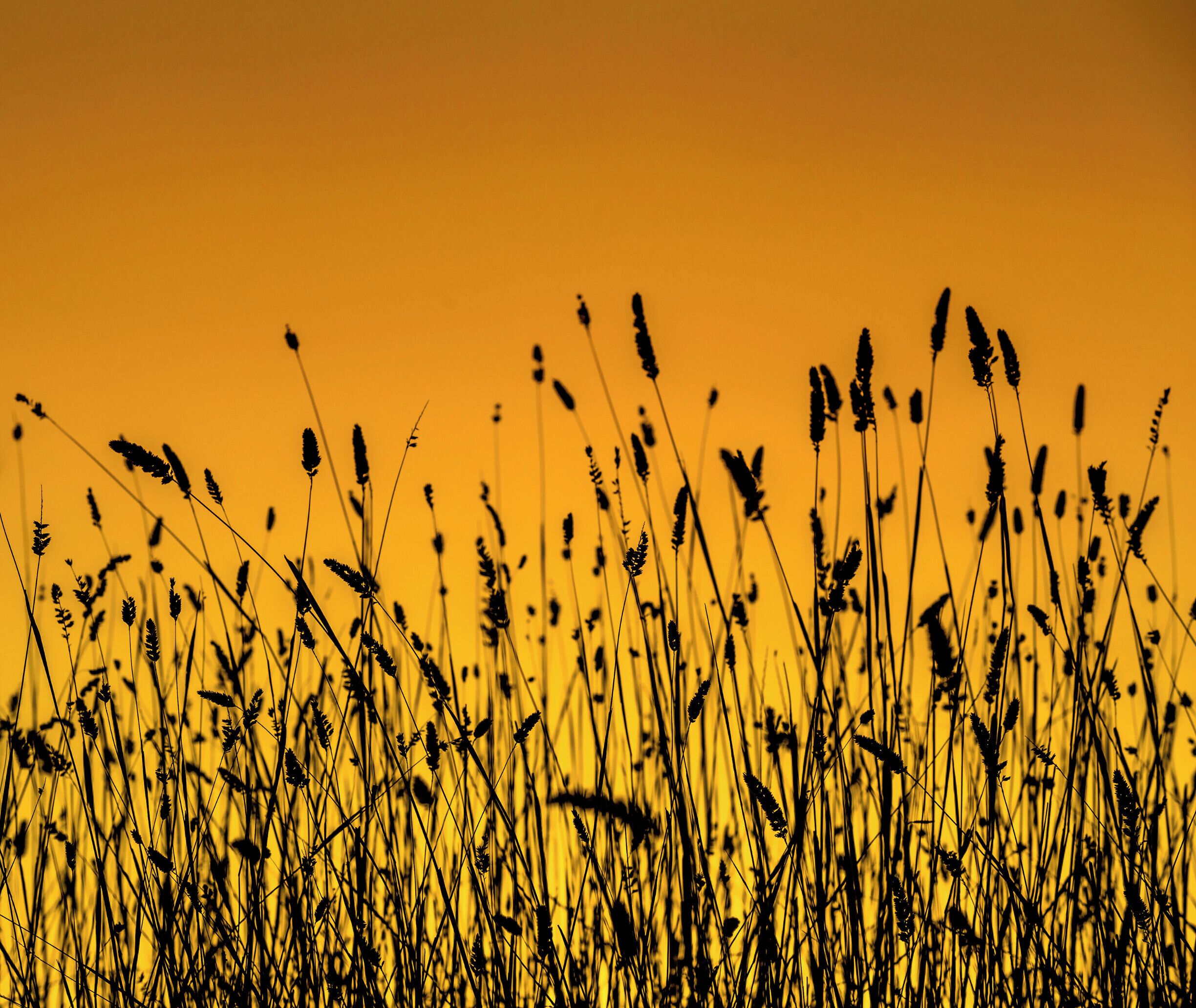 Even weeds look good when the sun puts on such a beautiful display.