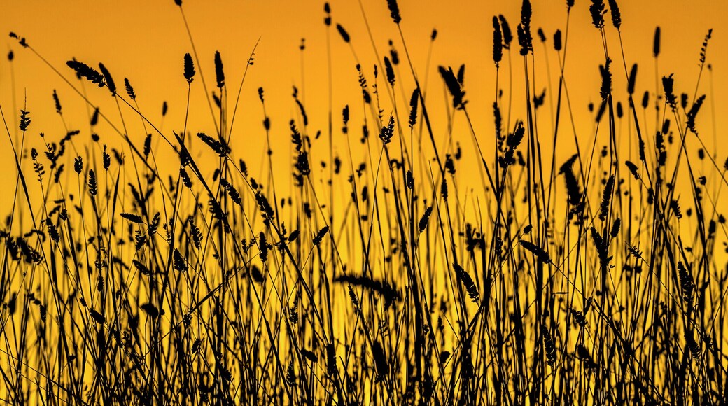 Even weeds look good when the sun puts on such a beautiful display.