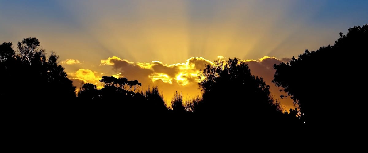 A sunset with a silhouette of trees and a bird flying in the sky.