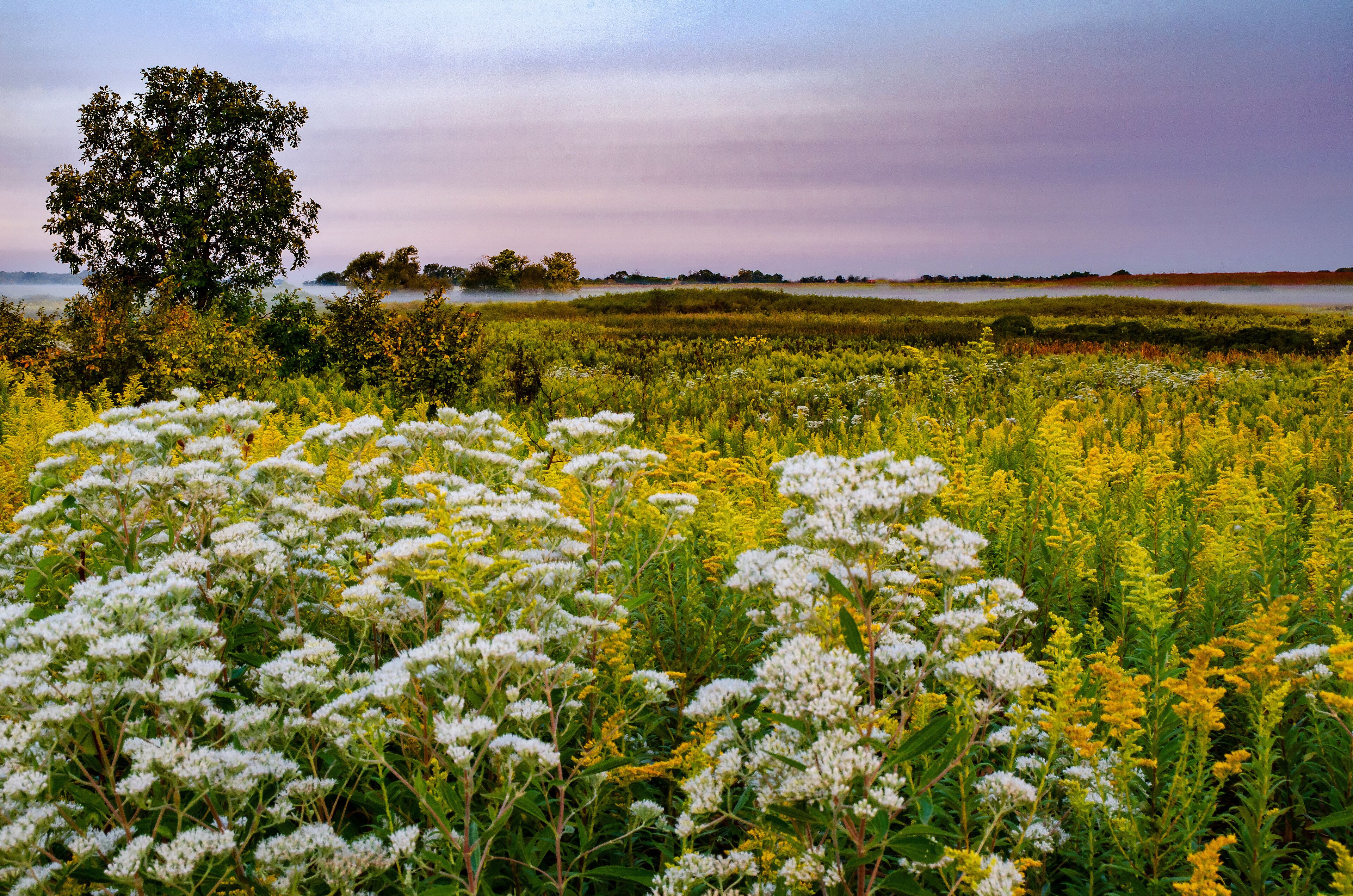 627-90 Boneset & Goldenrod Dawn