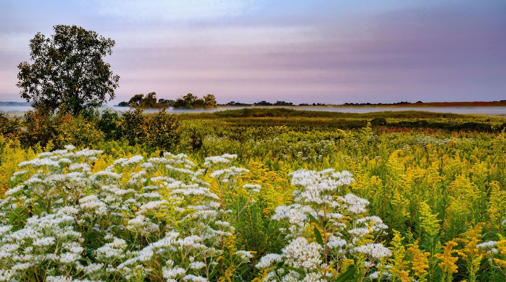 627-90 Boneset & Goldenrod Dawn