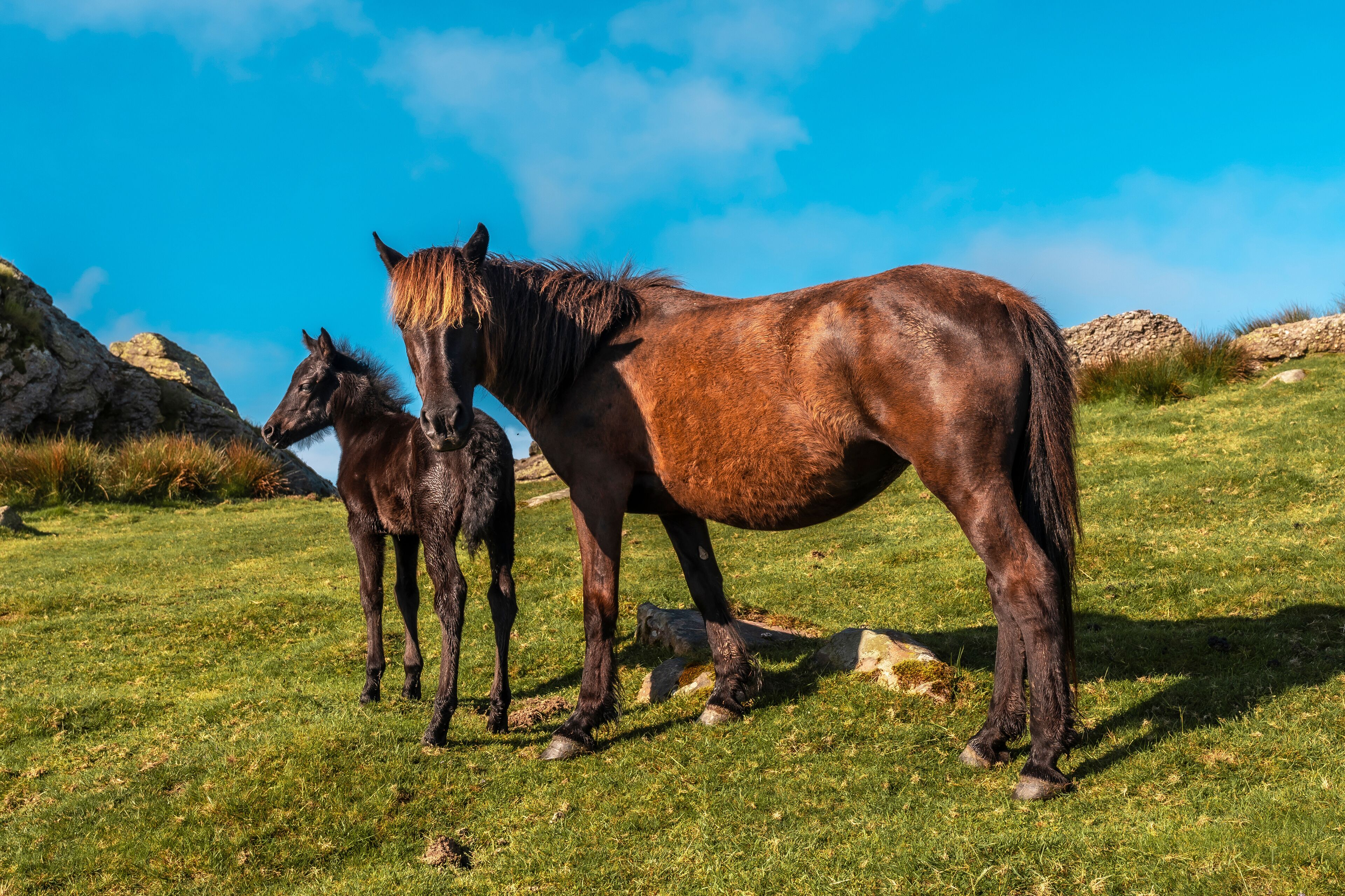 Two horses on top of Monte Adarra in Urnieta, near San Sebastian. Gipuzkoa, Basque Country