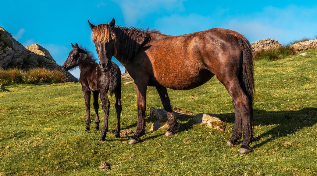 Two horses on top of Monte Adarra in Urnieta, near San Sebastian. Gipuzkoa, Basque Country