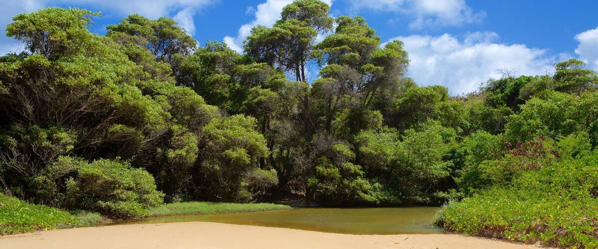 Sueste 海灘 设有 沙灘, 熱帶雨林 和 湖泊或水池