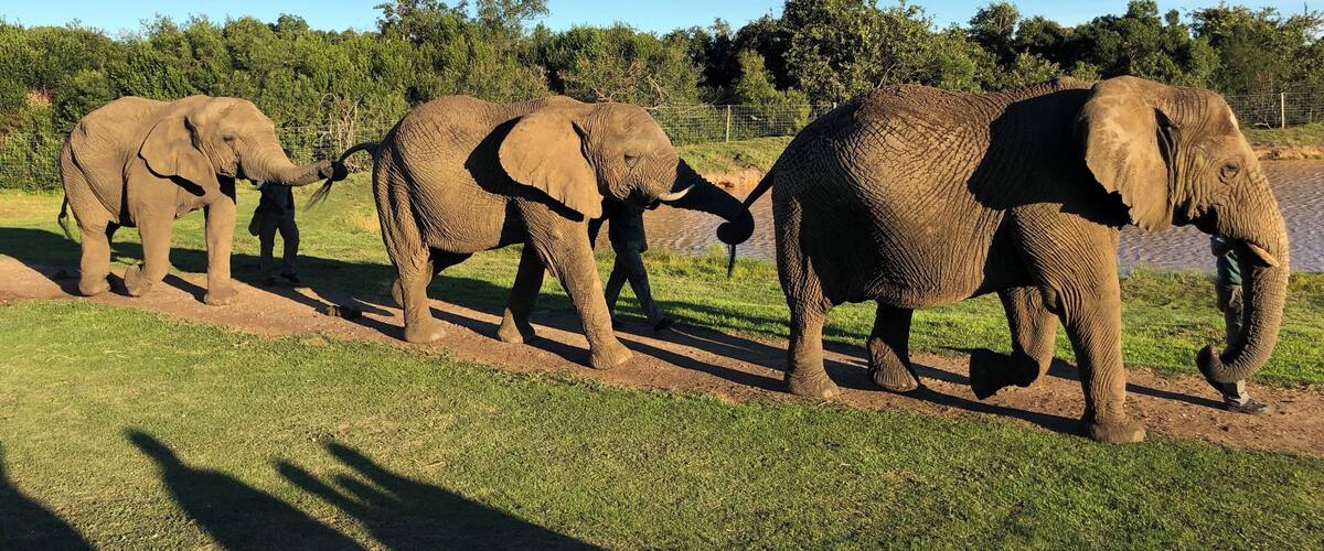 We loved our experience here with these beautiful animals and friendly and knowledgeable trainers. Walking with the elephants was simply amazing!