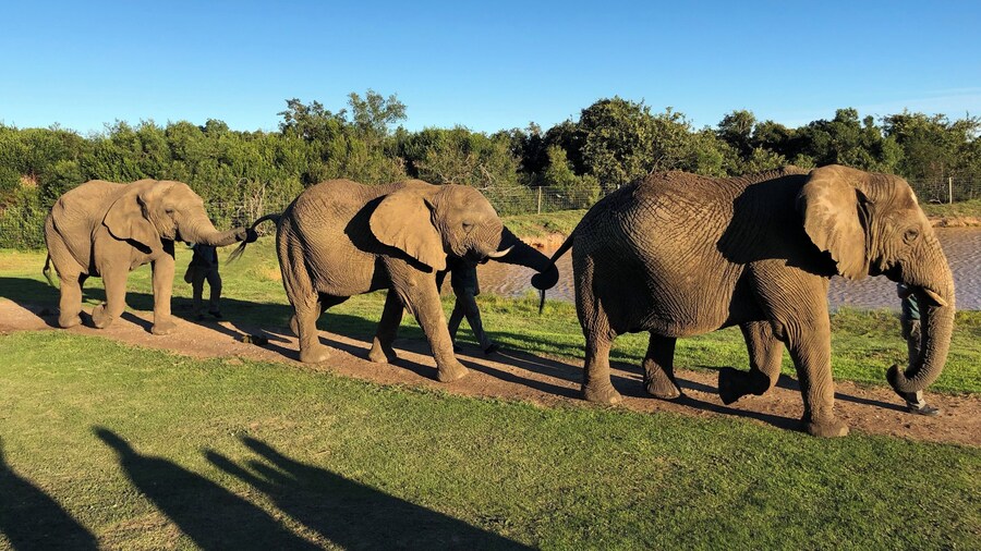 We loved our experience here with these beautiful animals and friendly and knowledgeable trainers. Walking with the elephants was simply amazing!