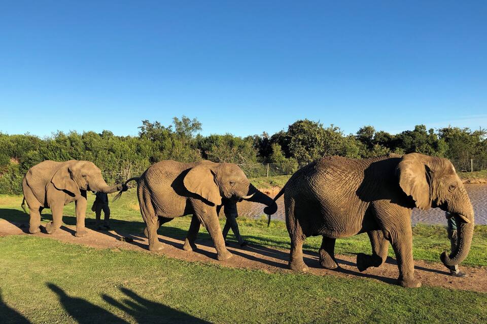 A group of elephants walking on a dirt path in a grassy area with trees in the background.