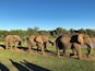 We loved our experience here with these beautiful animals and friendly and knowledgeable trainers. Walking with the elephants was simply amazing!