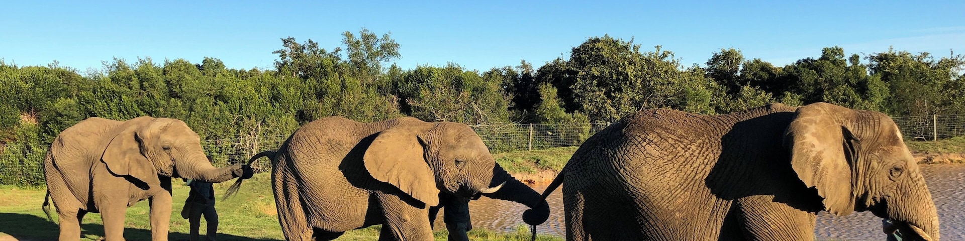 We loved our experience here with these beautiful animals and friendly and knowledgeable trainers. Walking with the elephants was simply amazing!