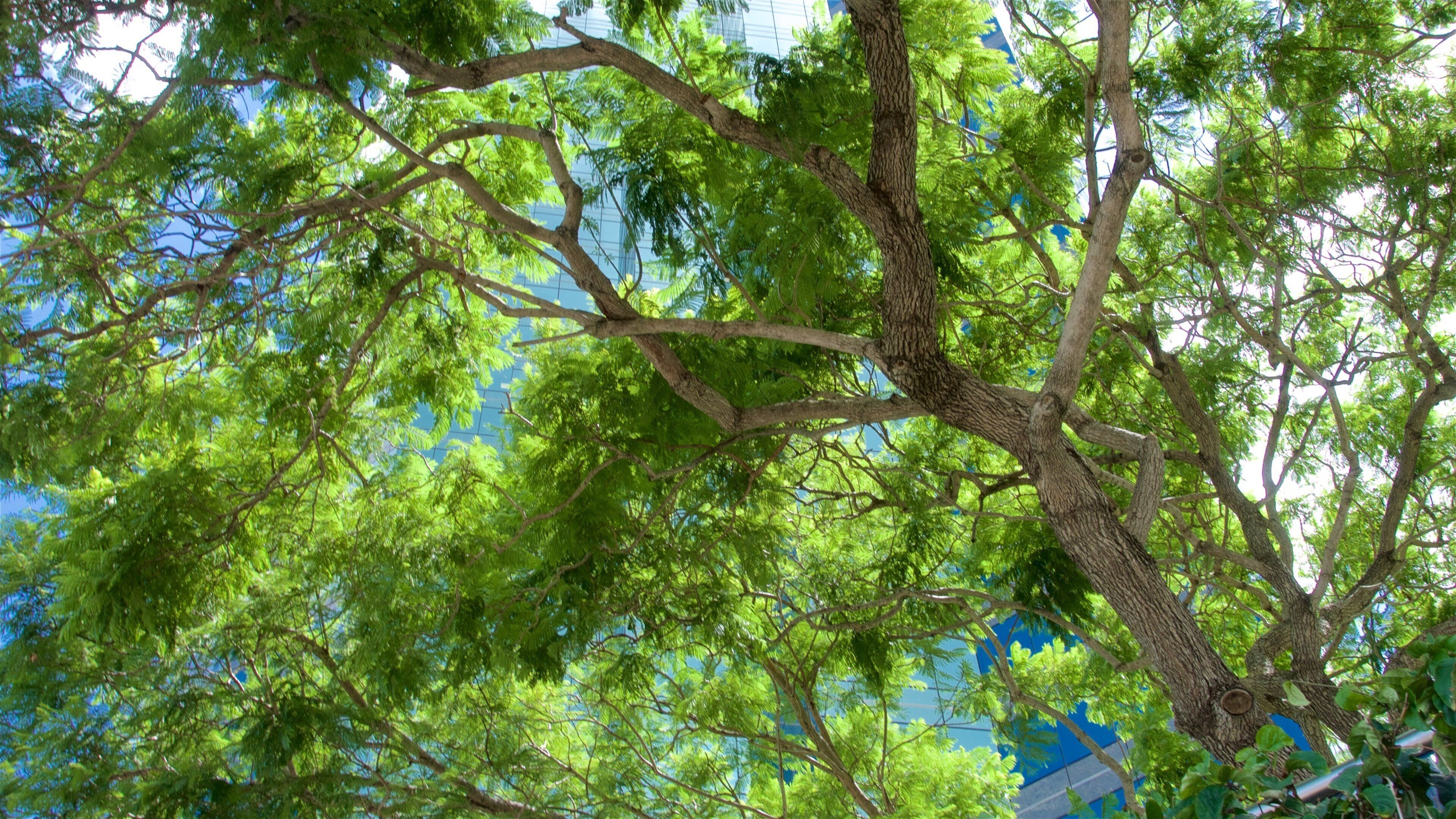 Eagle Street Pier showing a park