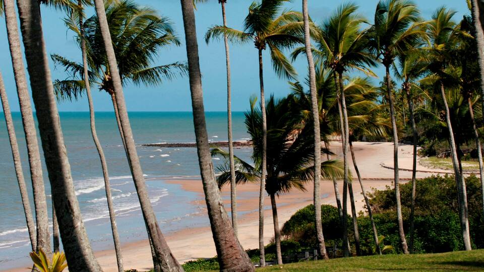 A beach with palm trees and a clear view of the ocean.
