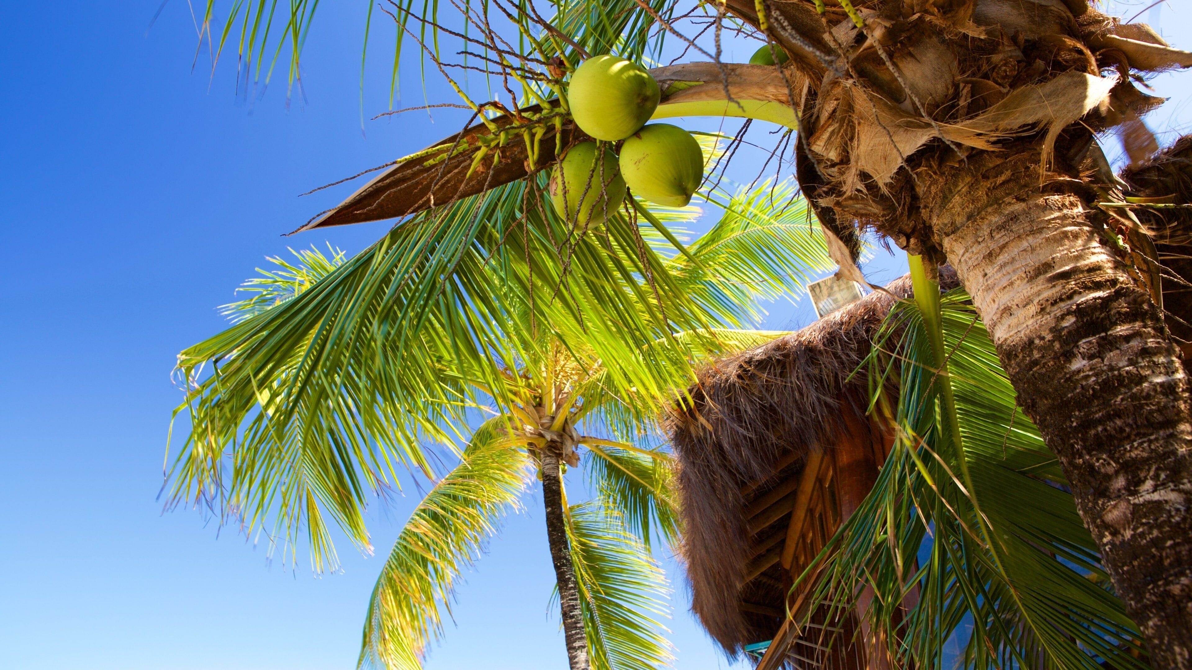 Playa de Muta que incluye comida y escenas tropicales