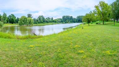Panoramic view of green meadow with yellow flowers around lake in Angern an der March (AUSTRIA)