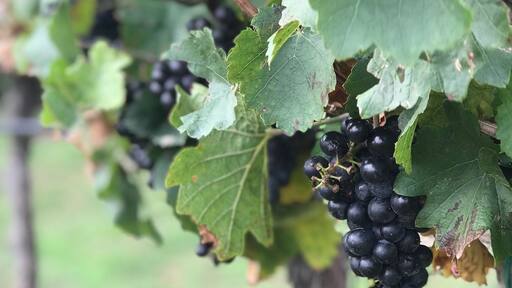 Great wine vineyard. Beautiful grapes