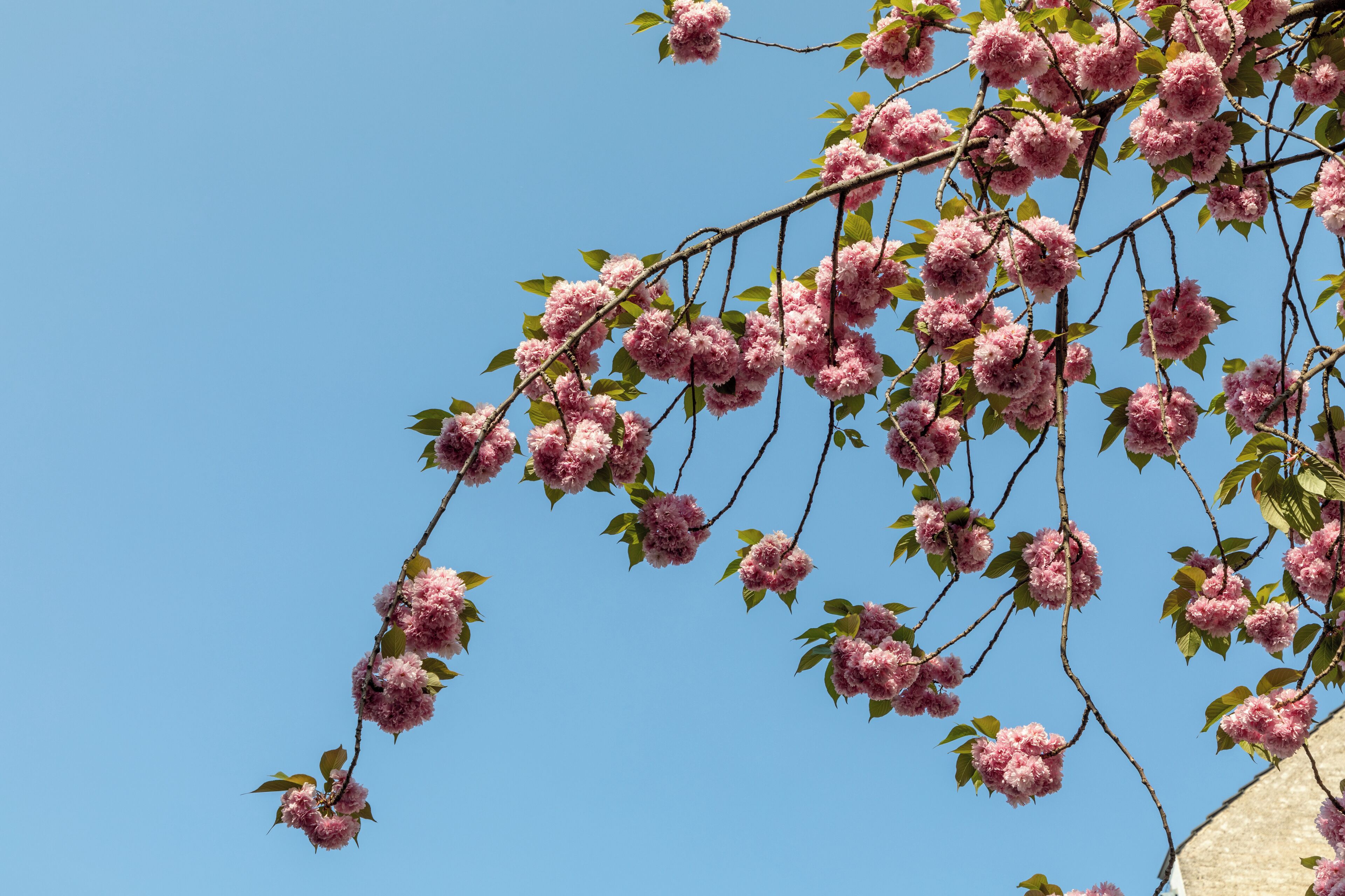 Cherry blossoms at Heerstraße, Bonn, North Rhine-Westphalia, Germany