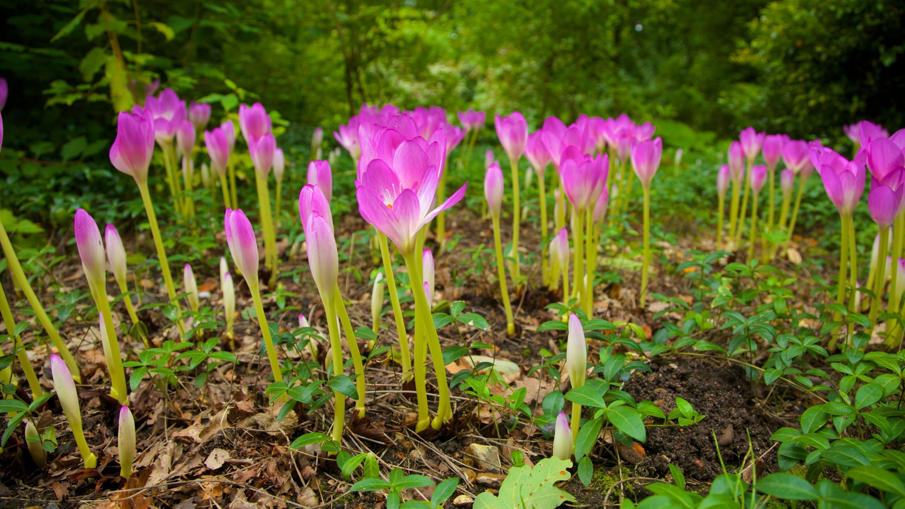 Beth Chatto Garden showing wild flowers, flowers and a park