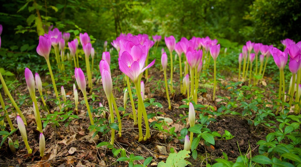 Beth Chatto Garden showing flowers, a garden and wildflowers