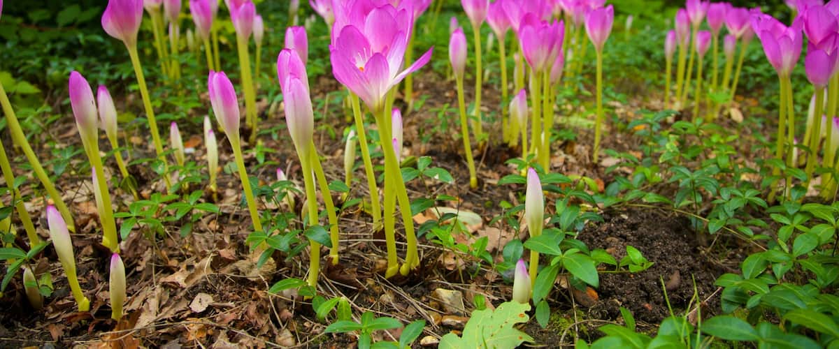 Beth Chatto Garden showing flowers, a garden and wildflowers
