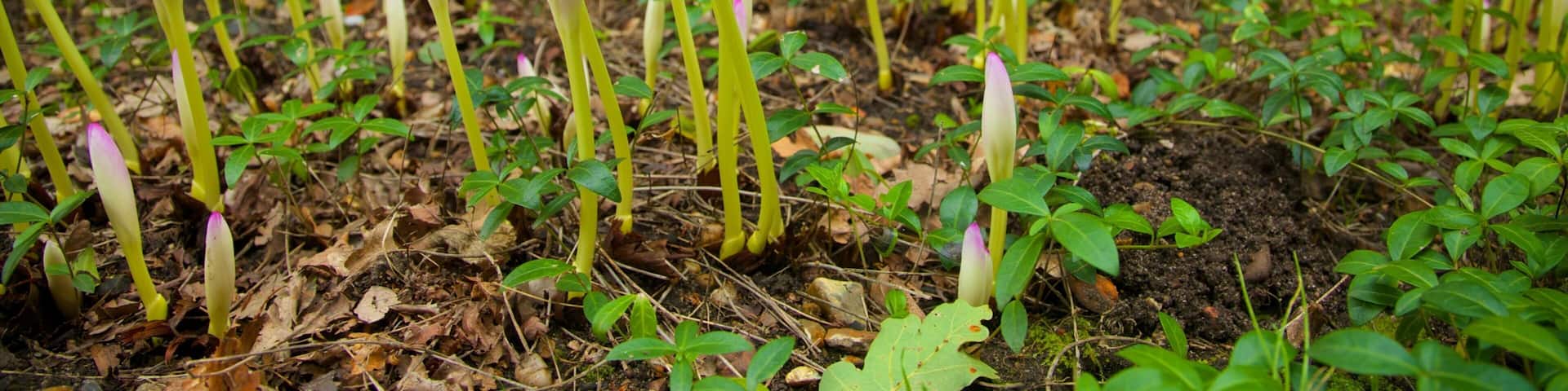 Beth Chatto Garden showing flowers, a garden and wildflowers