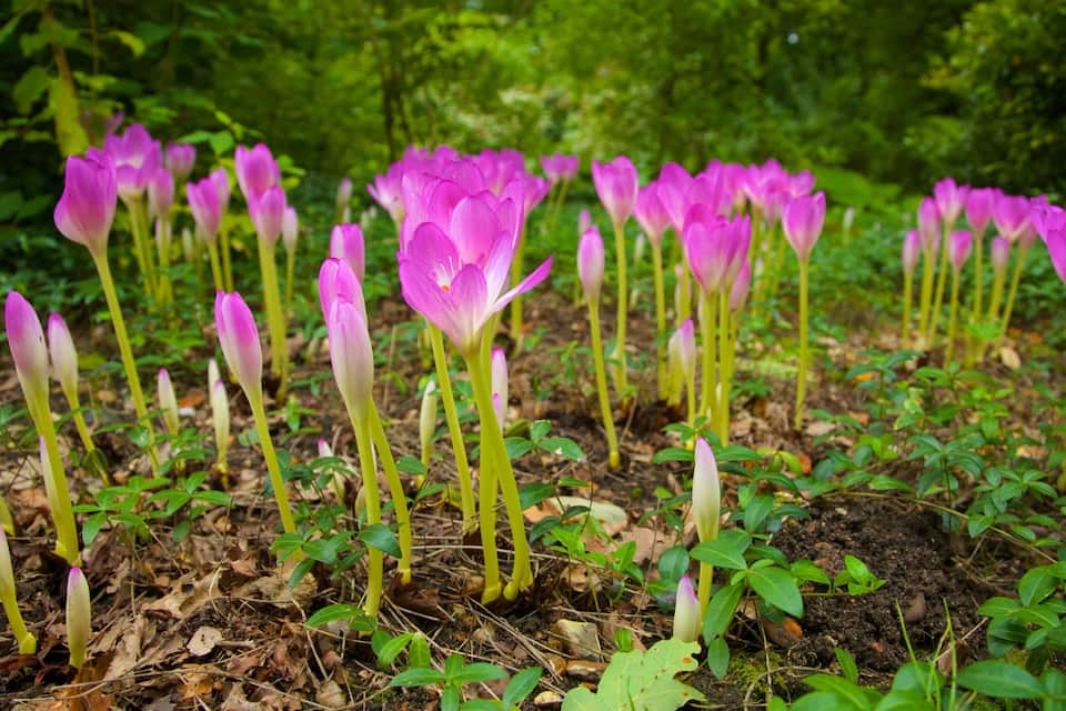 A field of purple crocus flowers in a forest.