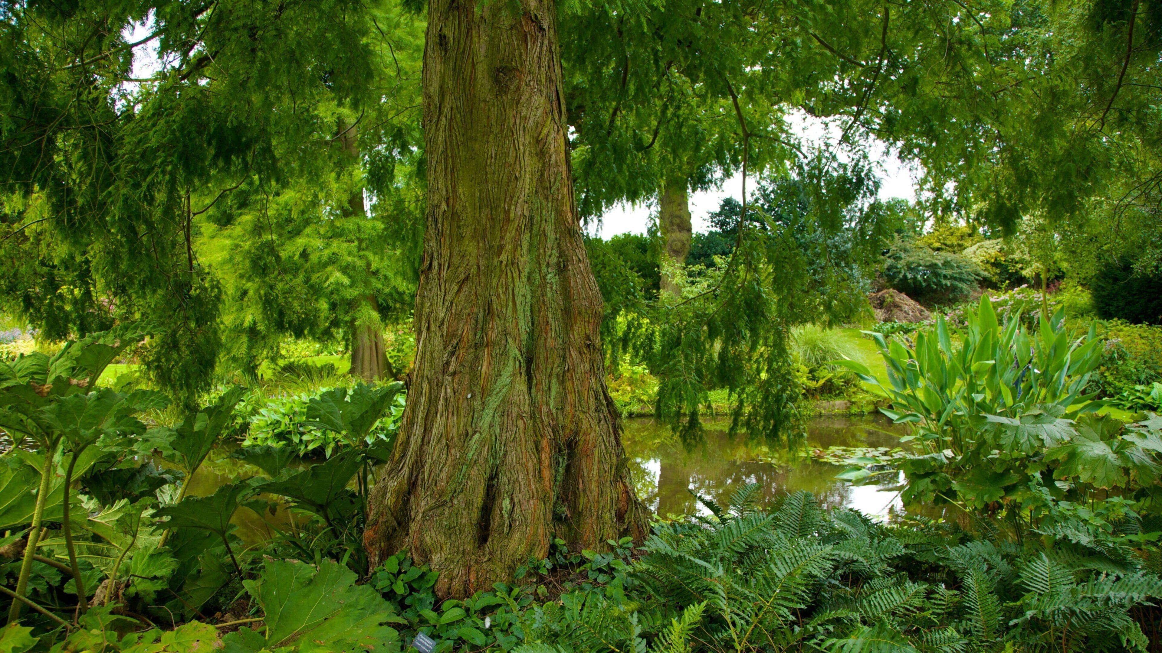 Beth Chatto Garden featuring a garden, forests and a pond