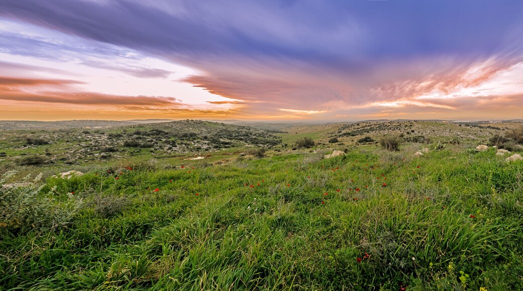 莫迪因馬加比勒特