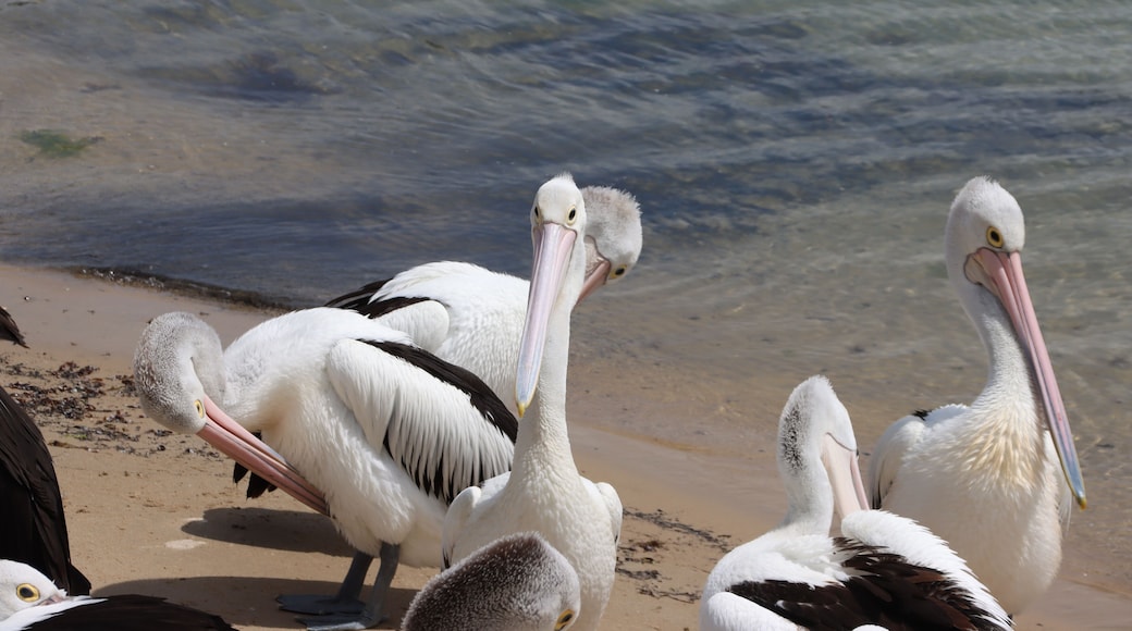 Australian Pelican (Pelecanus conspicillatus), San Remo, Victoria, Australia.