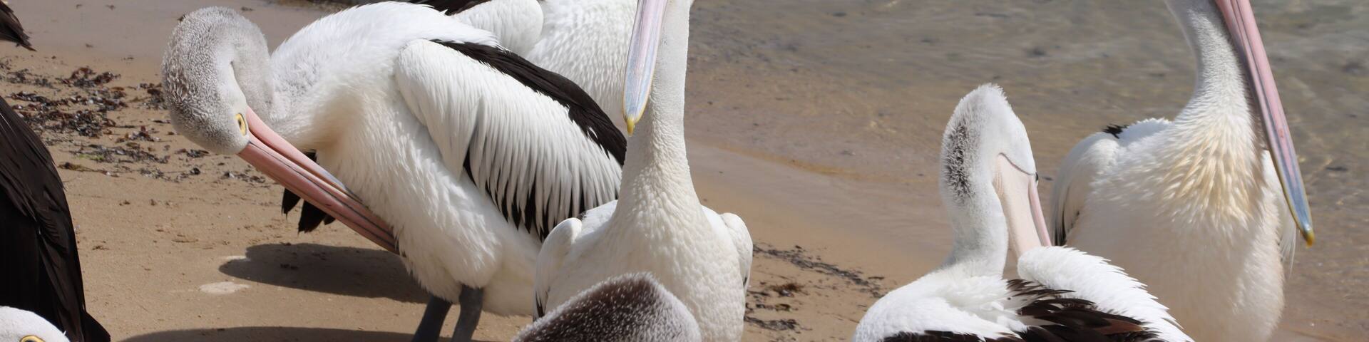 Australian Pelican (Pelecanus conspicillatus), San Remo, Victoria, Australia.