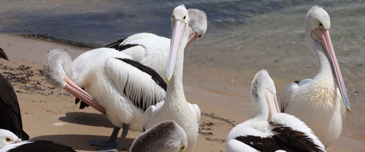 A group of pelicans on a sandy beach near water.
