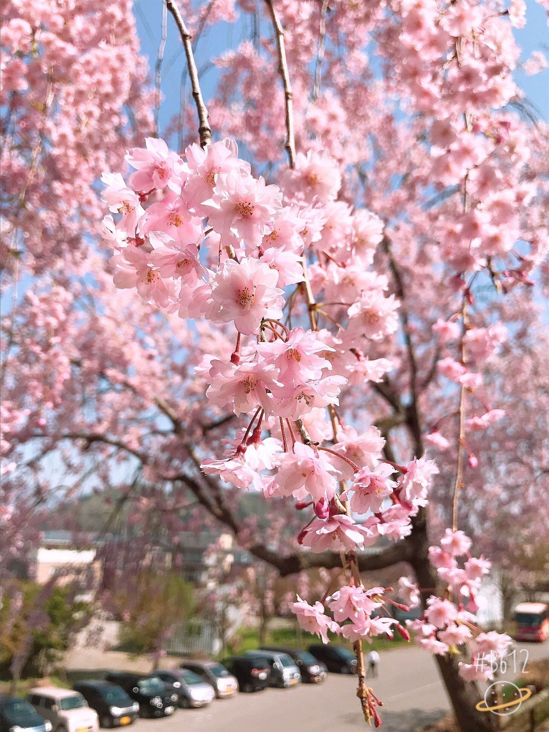 #LifeatExpedia

Season of Cherry Blossom. 30 mins from Nagano, great hanami site. 
#飯山城跡