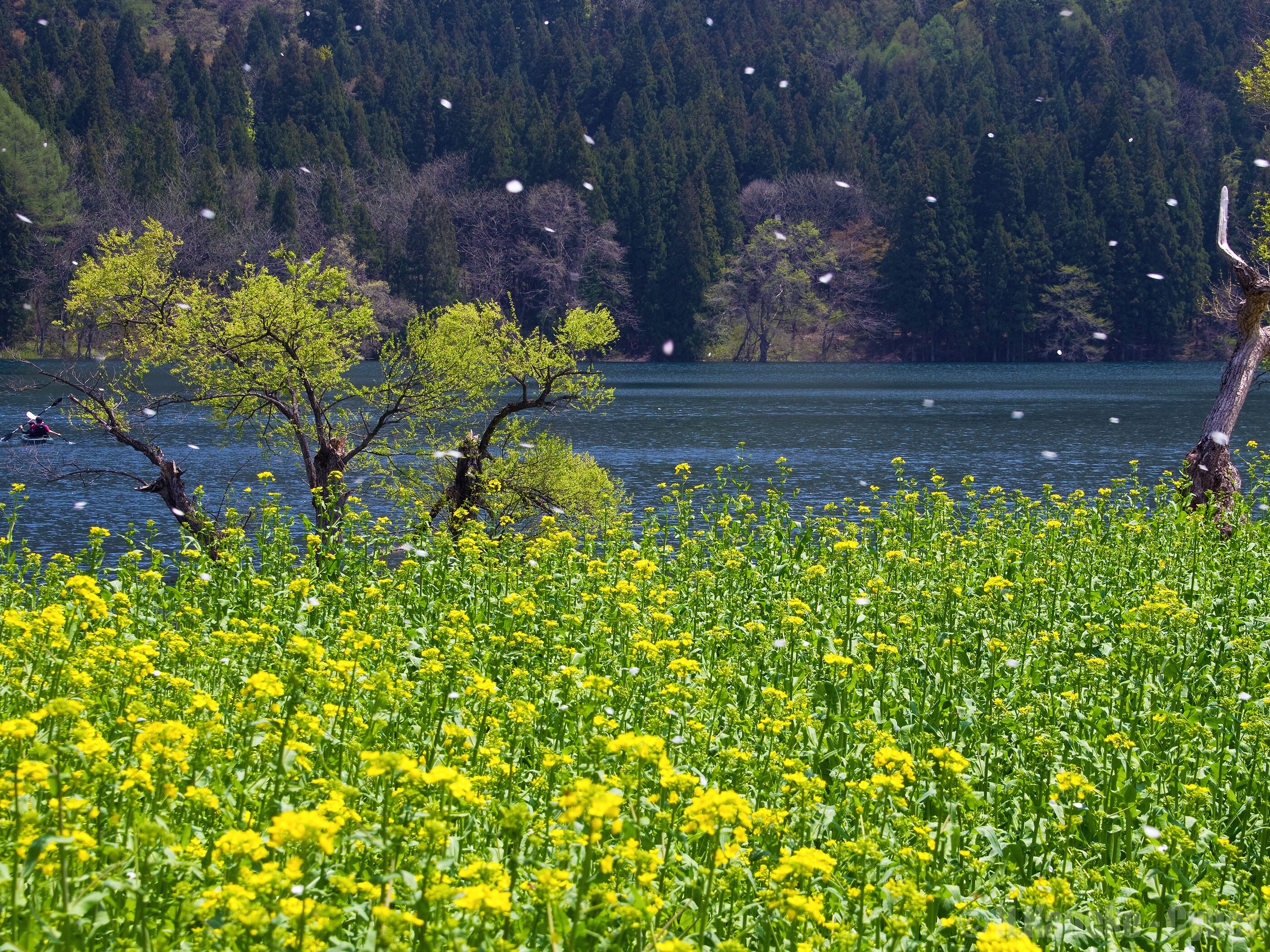 桜吹雪の湖 (Lake Hokuryu in spring) 03 May, 2014