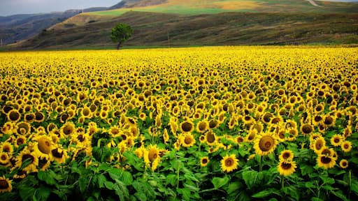A beautiful South Dakota field near the White River.