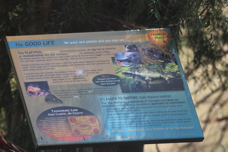 The Fraknlin Trank is the main track in the Yea Wetlands. It has a lot of signs to tell you about the history of the area and what animals to expect. #localgem