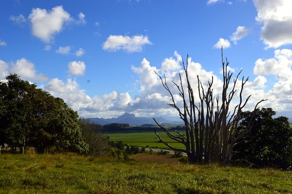 A view from Tropical Fruit World. In the distance if Mount Warning. The volcano who flattened these plain and left this rich soil which grows some of the most exquisite fruits for exportation and local sales.