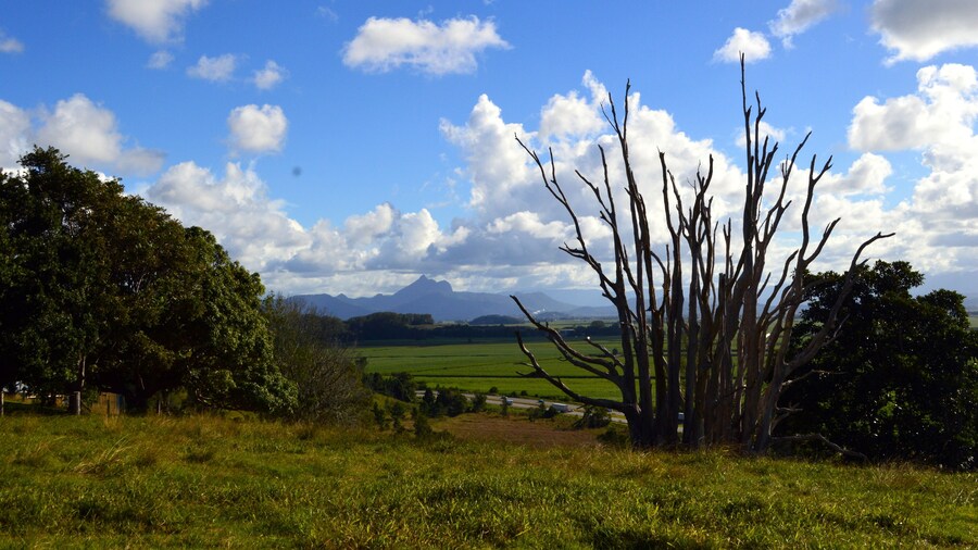A view from Tropical Fruit World. In the distance if Mount Warning. The volcano who flattened these plain and left this rich soil which grows some of the most exquisite fruits for exportation and local sales.