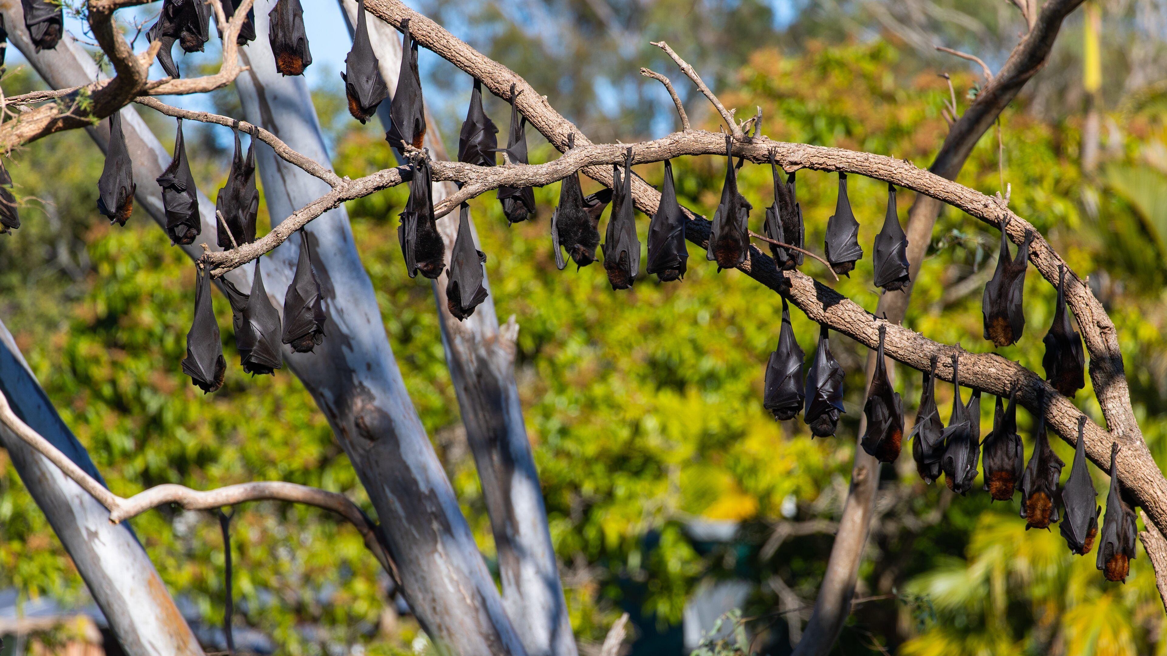 Calliope showing animals